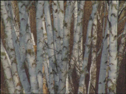 (image for) Birch Trees